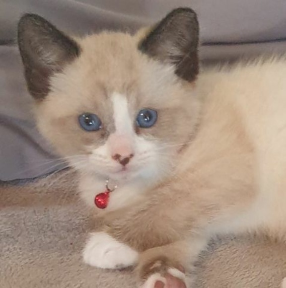 Meet your Posher, Kristy - Picture 1 of 1